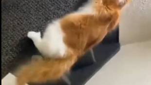 Spidercat-Viral-Video