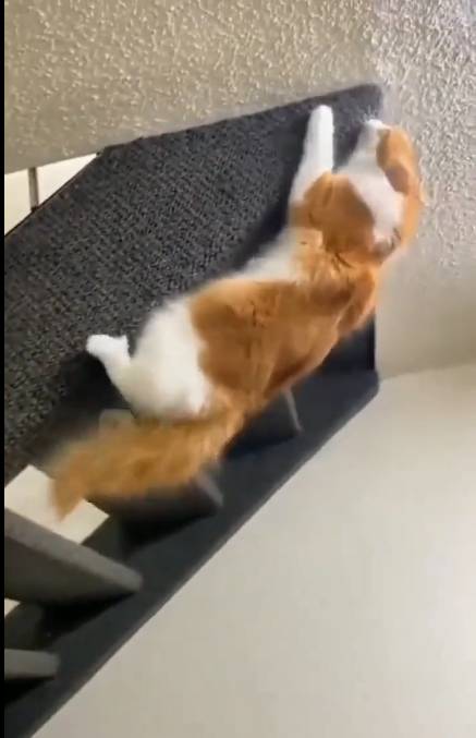 Spidercat-Viral-Video Spidercat-Viral-Video