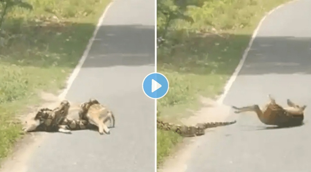 Python_Deer