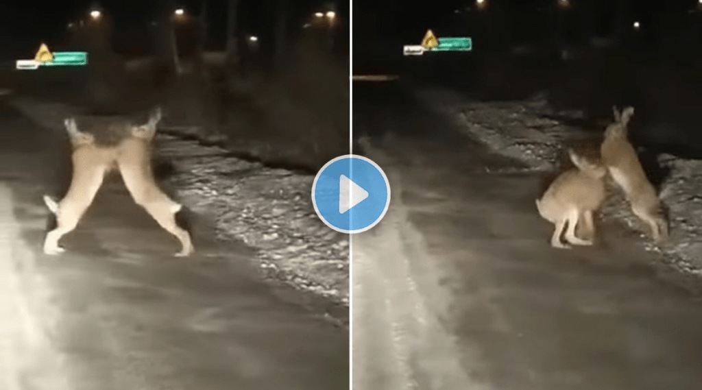 Rabbit_Fight