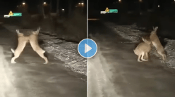 Video: मध्यरात्री भर रस्त्यात दोन ससे भिडले, बॉक्सिंगपटूला लाजवेल असे मारले पंच