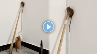 Rat_Struggle_life
