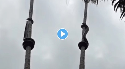 Snake_Climb