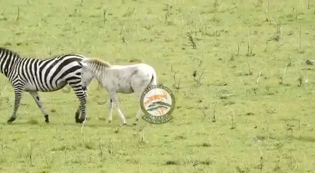 rare-zebra