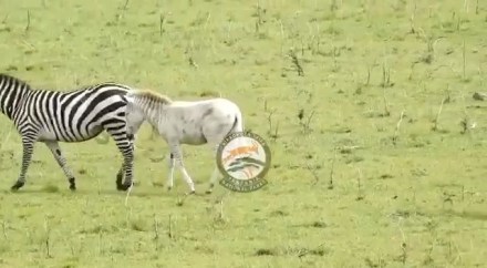 rare-zebra