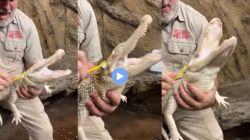 Viral Video : तुम्ही कधी मगरीला हसताना बघितलं आहे का? नसेल, तर हा व्हिडीओ बघाच