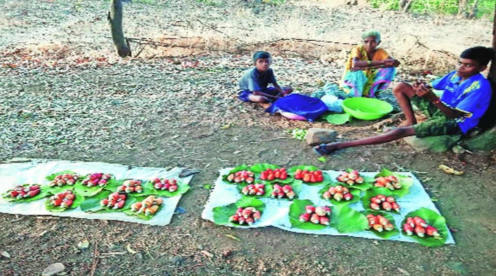 रानमेव्यातील रोजगारसंधी अजूनही दुर्लक्षितच; रानमेव्यापासून पदार्थ बनवणे, विक्री करण्यासाठी महिला बचतगटांना प्रशिक्षण देण्याची गरज रानमेव्यातील रोजगारसंधी अजूनही दुर्लक्षितच; रानमेव्यापासून पदार्थ बनवणे, विक्री करण्यासाठी महिला बचतगटांना प्रशिक्षण देण्याची गरज