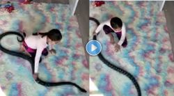 चिमुकलीचा काळ्या रंगाच्या सापाशी खेळतानाचा Video Viral