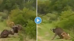 buffalo lion fighting