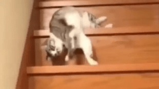cat_funny_video