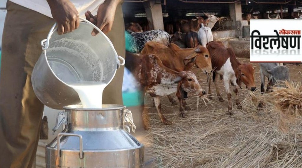 cow milk