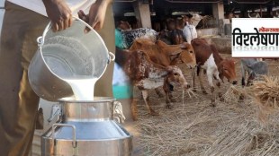 cow milk