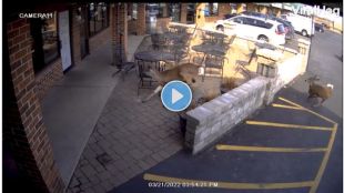 deer attack on bar