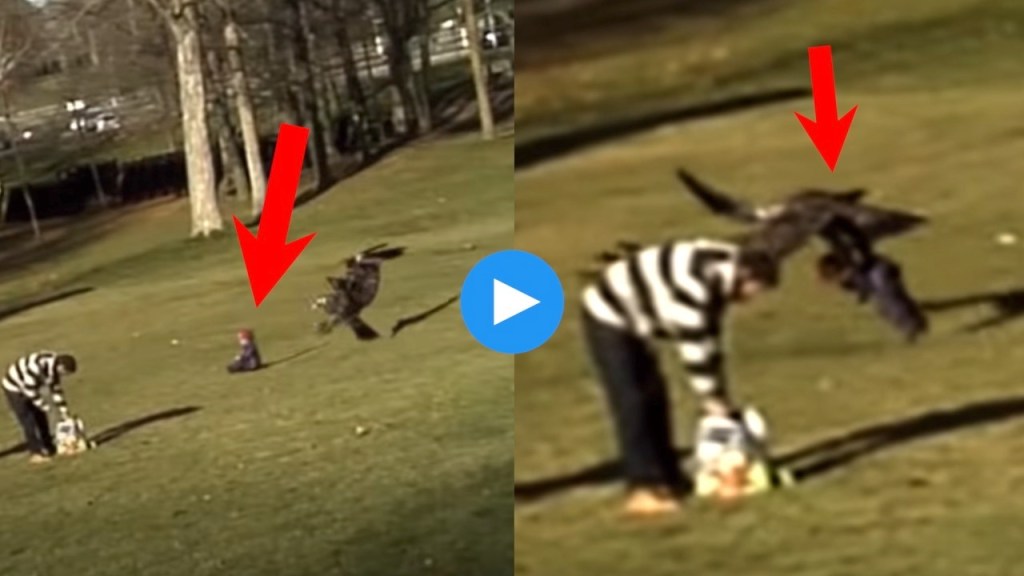 eagle bird viral video with child