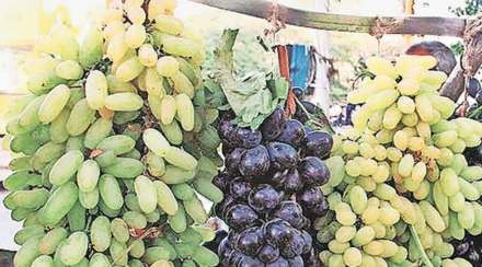 विश्लेषण : शेतीमाल निर्यातीत ‘धोरणलकवा’!