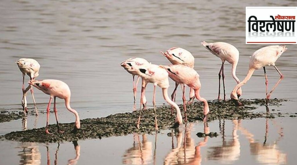 flamingo