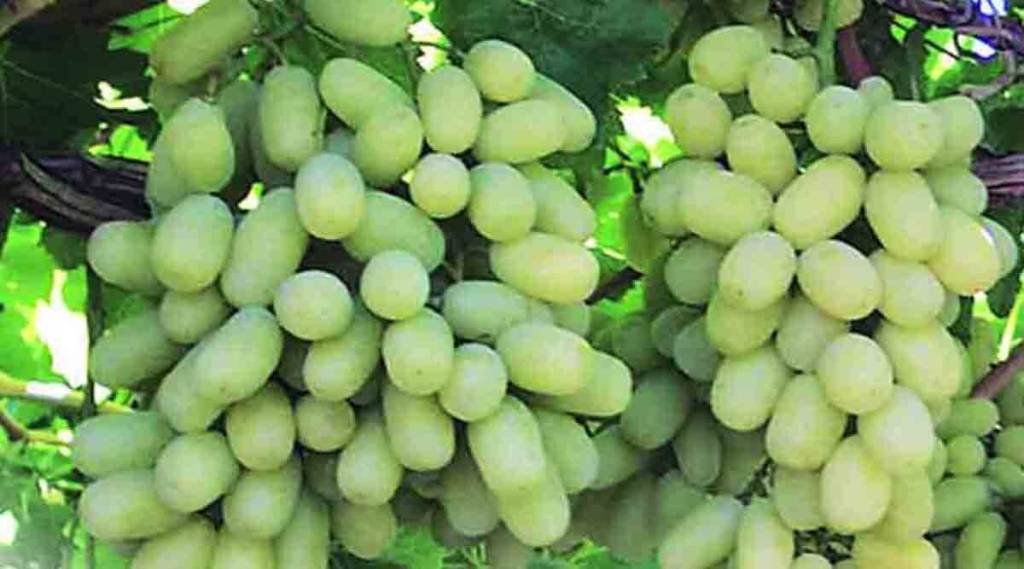 द्राक्षांचा हंगाम अखेरच्या टप्प्यात; उन्हामुळे गोडीत वाढ