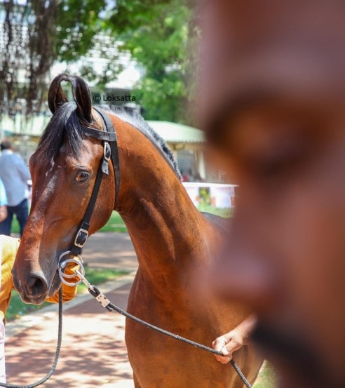 Marwadi Horse Show organised by Indigenous Horse Owners Association At Race course Pune