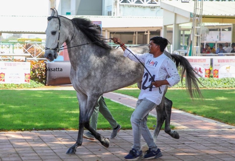 Marwadi Horse Show organised by Indigenous Horse Owners Association At Race course Pune