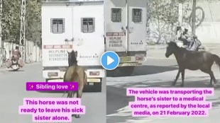horse viral video, viral news,