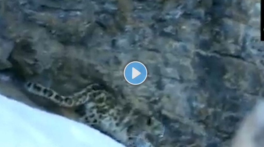 leopard rescue