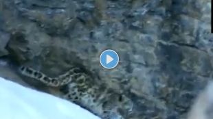leopard rescue