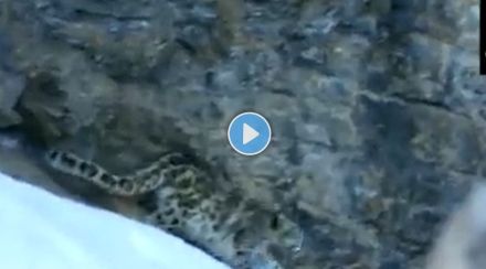 leopard rescue