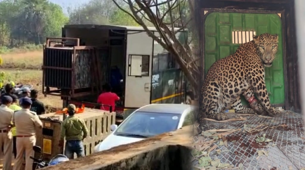 leopard