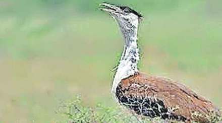 ‘माळढोक’ संवर्धनासाठी केंद्र सरकारचा पुढाकार ; विशेष कार्यदलाची स्थापना