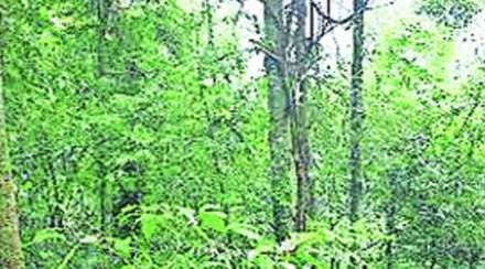 कुतूहल : आंतरराष्ट्रीय वन दिवस