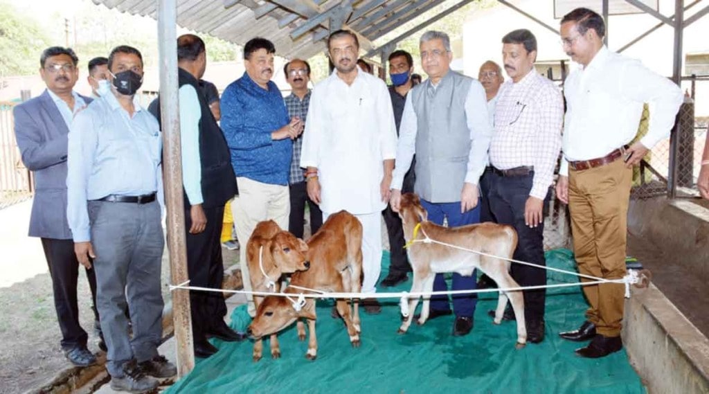 तंत्रज्ञानाद्वारे उच्च दुग्धक्षमतेच्या तीन कालवडींचा जन्म