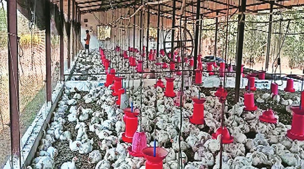 चिकनचे दर २०० रुपये पार चिकनचे दर २०० रुपये पार