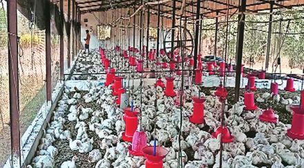 चिकनचे दर २०० रुपये पार