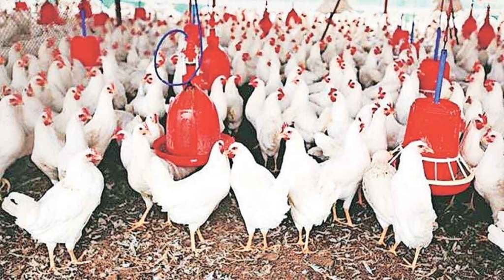 विश्लेषण : पोल्ट्री उद्योगाची होरपळ कशामुळे ?