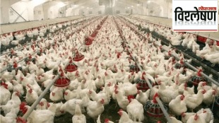 poultry business in india