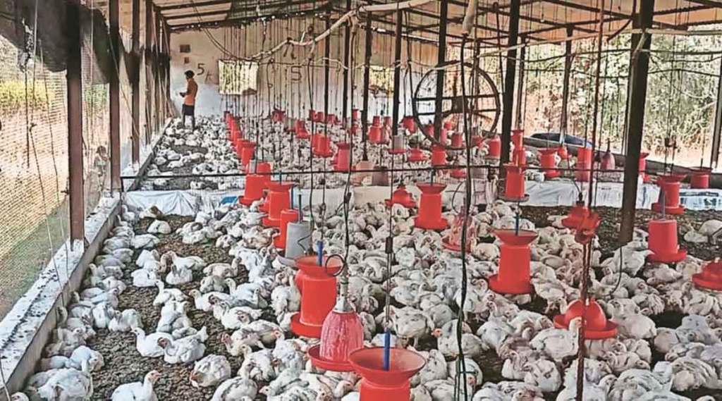 पोल्ट्री कोंबडय़ांसाठी आयुर्वेदिक उपचार पद्धती ; उपायांमुळे मृत्यूदर कमी; बाजारभाव चांगला