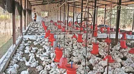 पोल्ट्री कोंबडय़ांसाठी आयुर्वेदिक उपचार पद्धती ; उपायांमुळे मृत्यूदर कमी; बाजारभाव चांगला