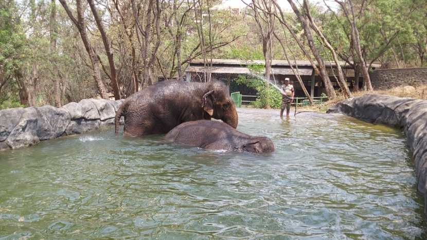 rajiv gandhi zoological park (2)