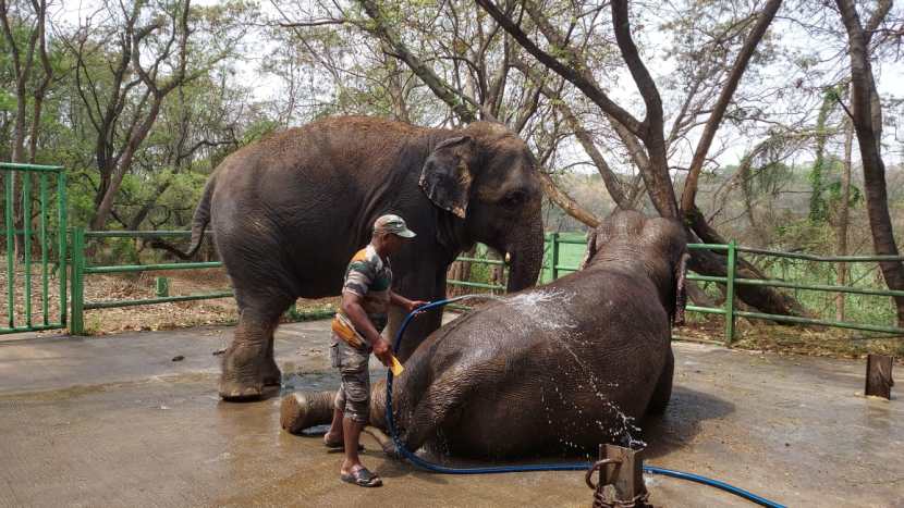 rajiv gandhi zoological park (3)