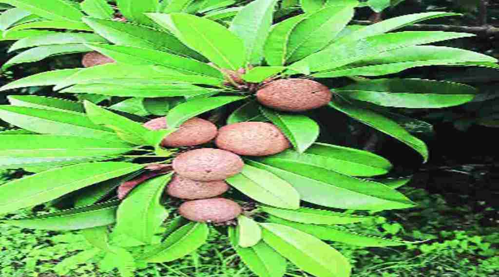 शहरबात : स्थानिकांसाठी चिकू अगोड