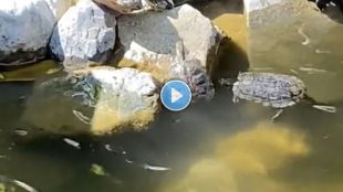 tortoise friendship