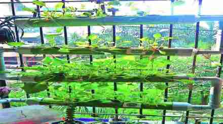 कल्याणमधील तरुणाकडून घरातच पालेभाज्यांची शेती