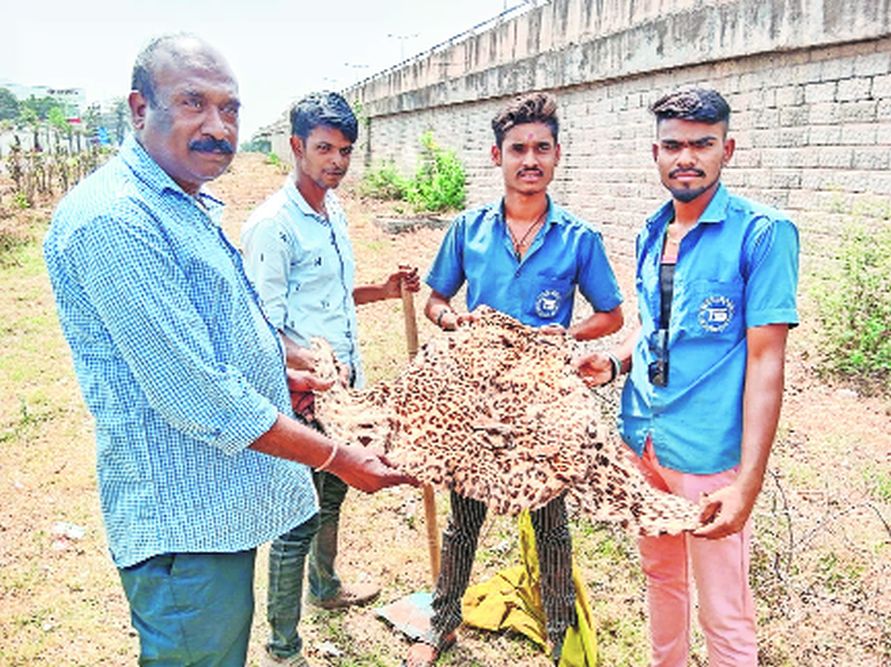 कचऱ्याच्या गोणीत बिबटय़ाचे कातडे; वन विभागासह पोलिसांकडून चौकशी कचऱ्याच्या गोणीत बिबटय़ाचे कातडे; वन विभागासह पोलिसांकडून चौकशी