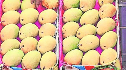 हापूस निर्यातीला इंधन दरवाढीच्या झळा; निर्यातीत यंदा पन्नास टक्के घटीची शक्यता