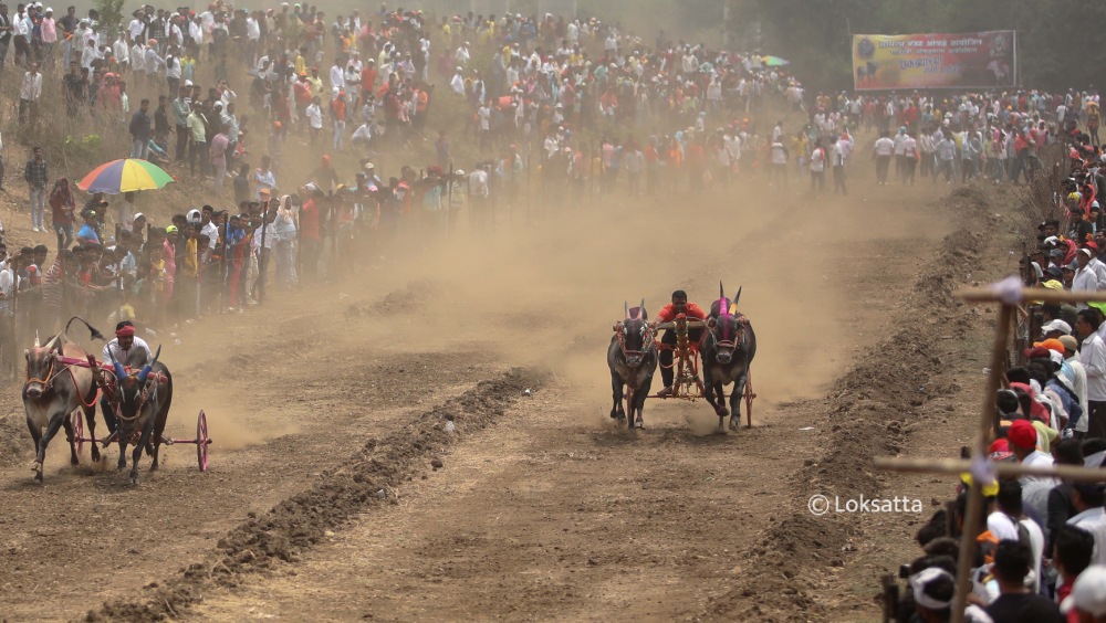 Bullock Cart Race Panvel