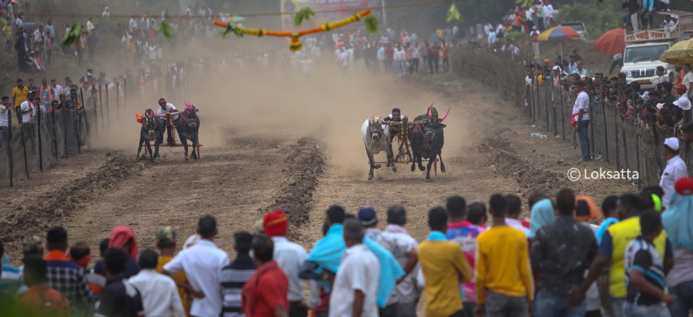 Bullock Cart Race Panvel