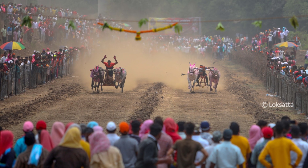 Bullock Cart Race Panvel