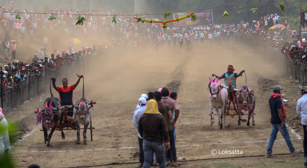 Bullock Cart Race Panvel