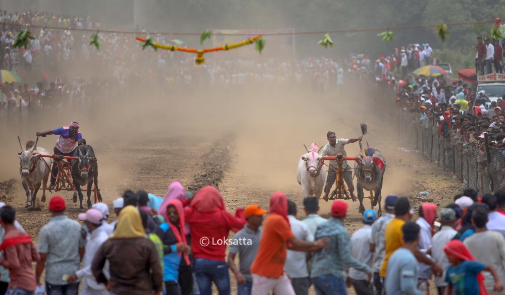 Bullock Cart Race Panvel
