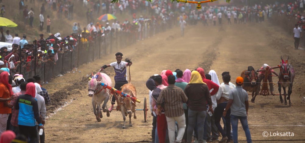 Bullock Cart Race Panvel